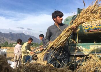 سږ کال په هېواد کې د غنمو حاصلات ۱۳ سلنه زیات شوي