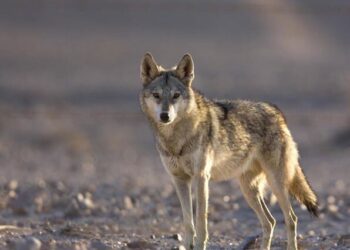 احسان/ ژباړه: محمدحامد بهیر