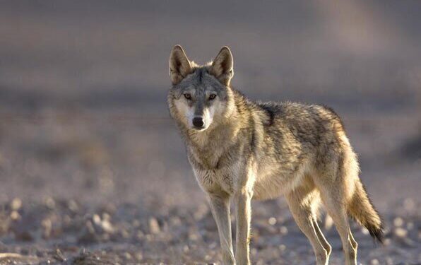 احسان/ ژباړه: محمدحامد بهیر