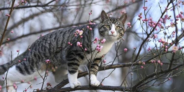 پيشو او ګیدړ په ځنګل کې «د زرو هیندارو کور» – ۴