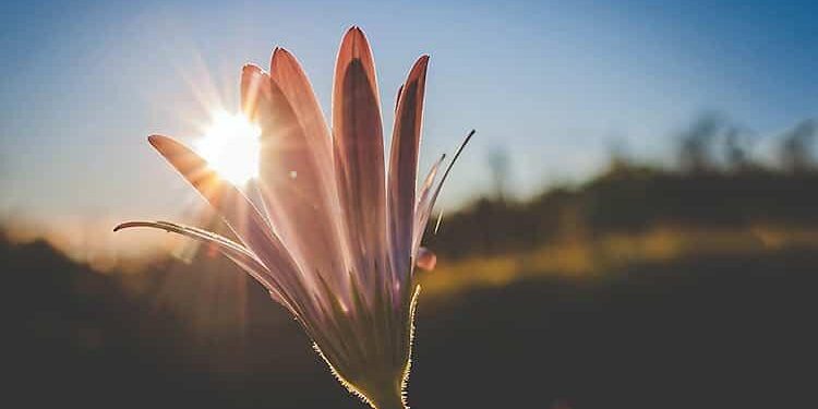 د خوشاله ژوند کولو لپاره لس علمي تګلارې