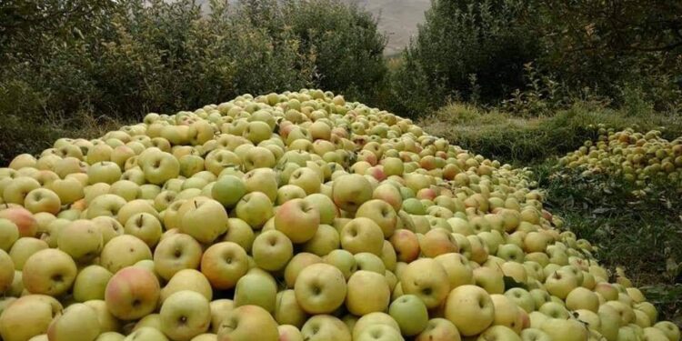 “د ۳۱ میلیونه ډالرو په ارزښت د تازه مېوې صادرات شوي”