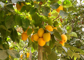 د املوک له ګټو خبر یاست؟ ځینې یې دلته در په ګوته کوو