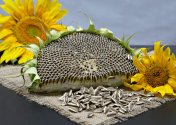 بدن ته د «لمرمخي» د خستې ګټې