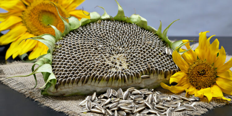 بدن ته د «لمرمخي» د خستې ګټې