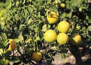 کونړ کې د تېر کال په پرتله د مالټو په حاصلاتو کې لس سلنه زیاتوالی راغلی