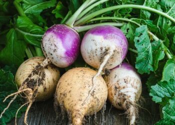 ايا پوهېږئ چې شلغم د روغتيا لپاره څومره گټور تمامېږي؟