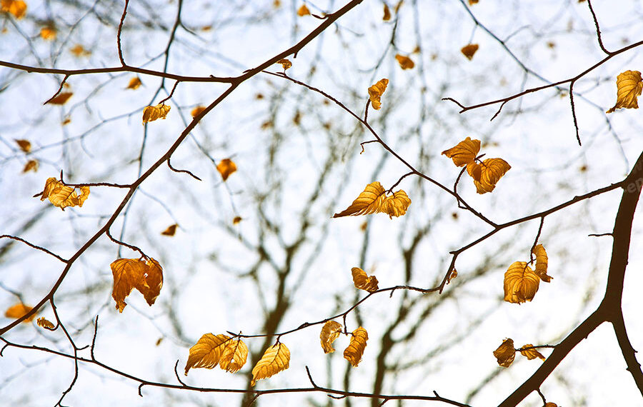 خالد افغان ایرو کې پټ غمی